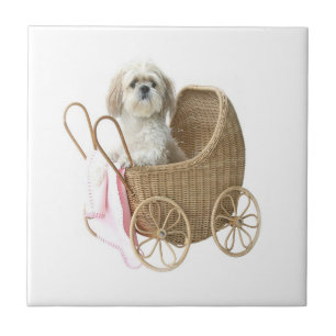 Shih Tzu baby transport Kakelplatta