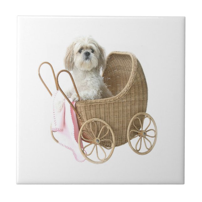 Shih Tzu baby transport Kakelplatta (Framsidan)