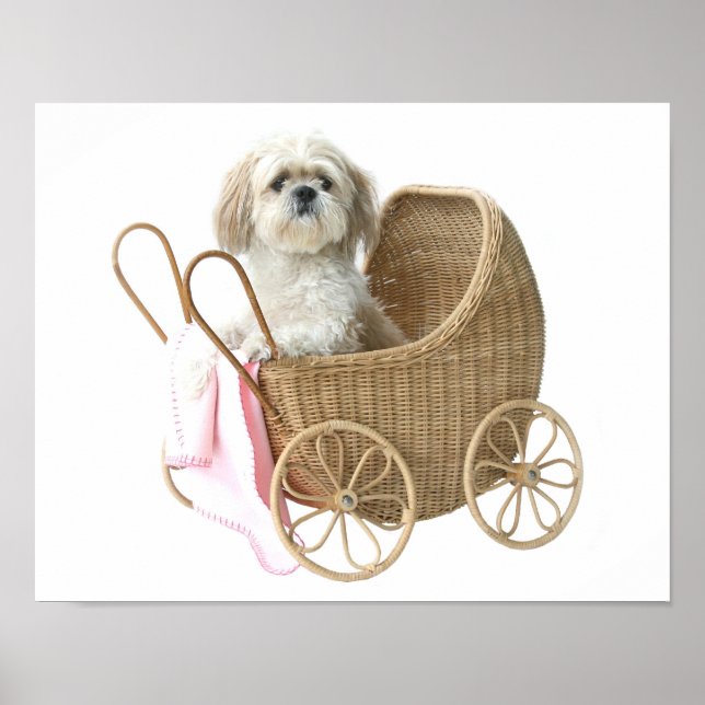 Shih Tzu baby transport Poster (Framsidan)