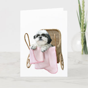 Shih Tzu barnvagn Kort