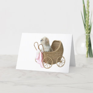 Shih Tzu barnvagn Kort