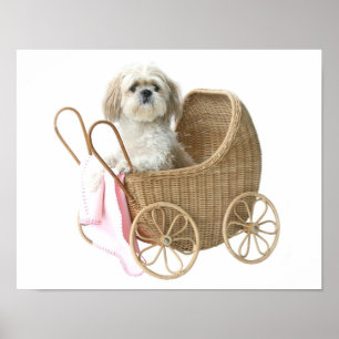 Shih Tzu barnvagn Poster