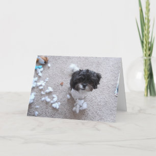 Shih Tzu Belated Birthday Kort