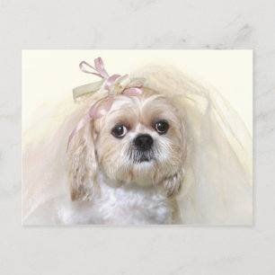 Shih Tzu Bride Vykort