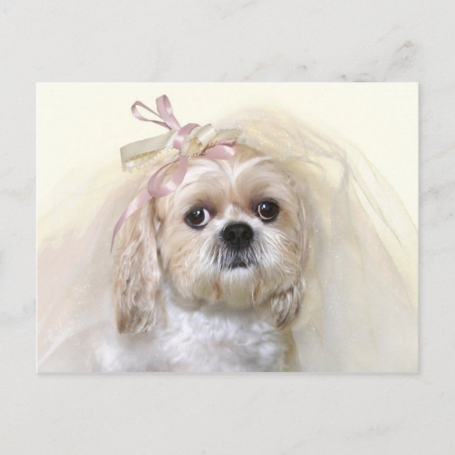 Shih Tzu Bride Vykort (Framsida)