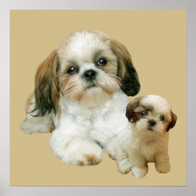 Shih Tzu Buddies Skriv ut Poster (Framsidan)
