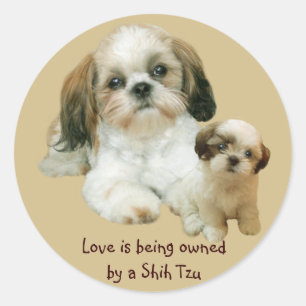 Shih Tzu Buddies Sticker Runt Klistermärke