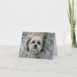 Shih-Tzu Cute Adful Hund jul Helgkort
