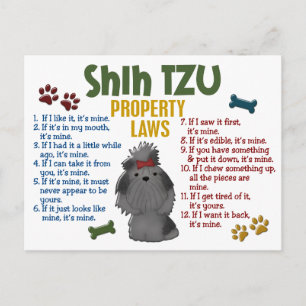 Shih Tzu Egendom Laws 4 Vykort
