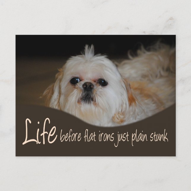 Shih Tzu Flat Järn Hair Humor vykort (Framsida)