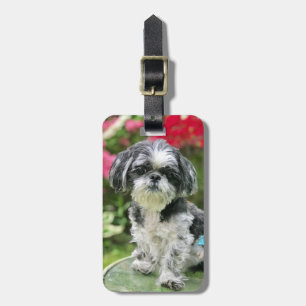 Shih Tzu Flicka  Bagage Tag Bagagebricka