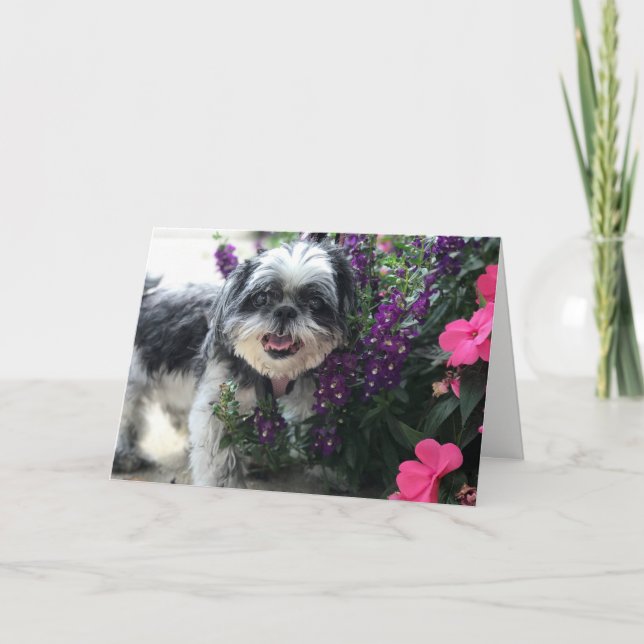 Shih Tzu Flicka Grattiskort Kort (Framsida)
