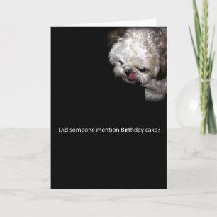 Shih-Tzu födelsedagkort Kort