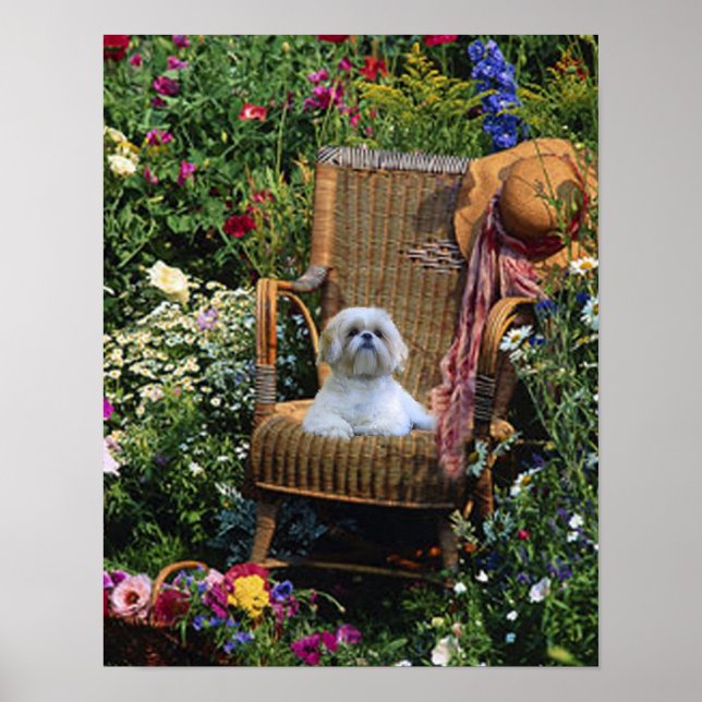 Shih Tzu Garden Poster (Framsidan)