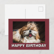 Shih tzu gäspande tunga rolig söt Grattis på födel