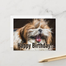 Shih tzu gäspar skrattar rolig Glad födelsedag