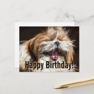 Shih tzu gäspar skrattar rolig Glad födelsedag Vykort