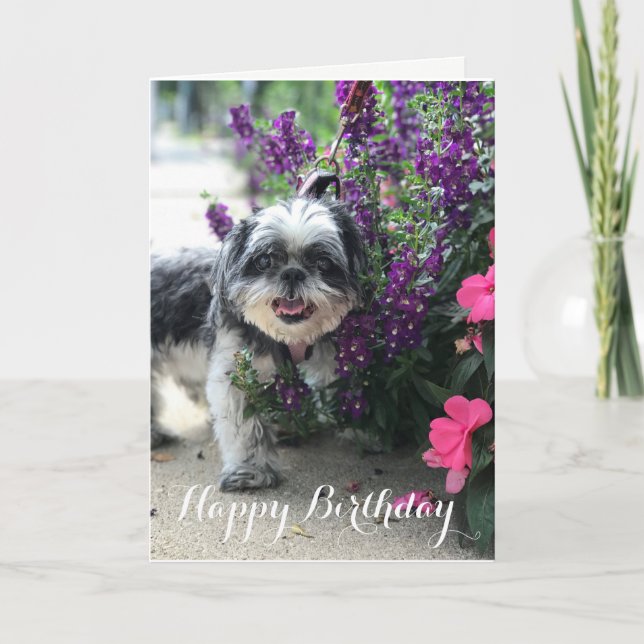Shih Tzu Girl Birthday Greeting Card Kort (Framsida)