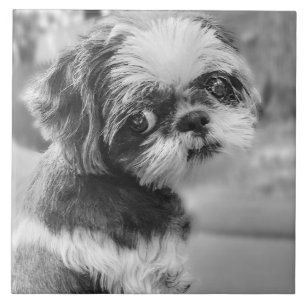 Shih Tzu Girl Black and White Ceramic Tile Kakelplatta