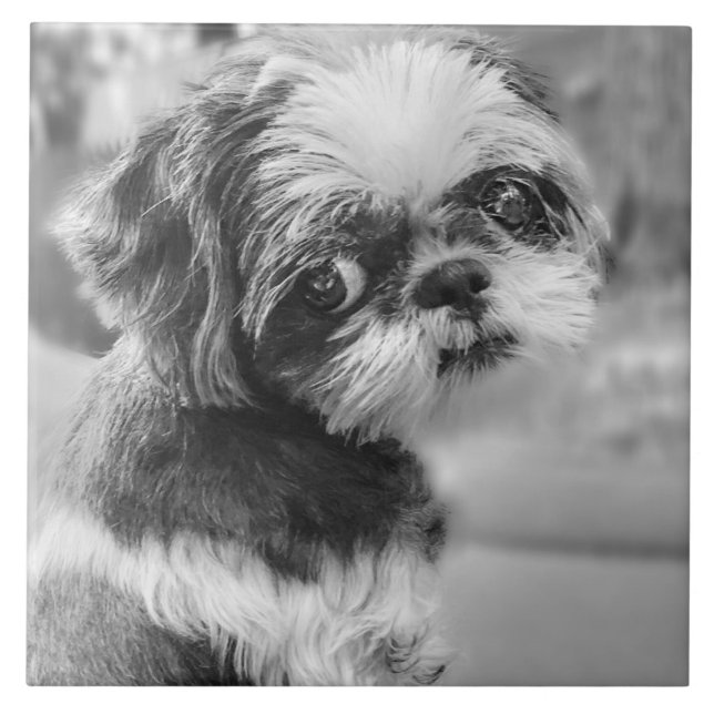 Shih Tzu Girl Black and White Ceramic Tile Kakelplatta (Framsidan)