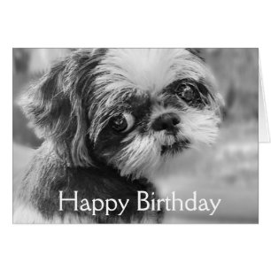 Shih Tzu Girl Black and White Greeting Card Hälsningskort