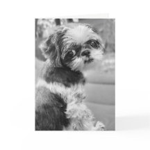 Shih Tzu Girl Black and White Greeting Card