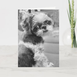 Shih Tzu Girl Black and White Greeting Card Kort