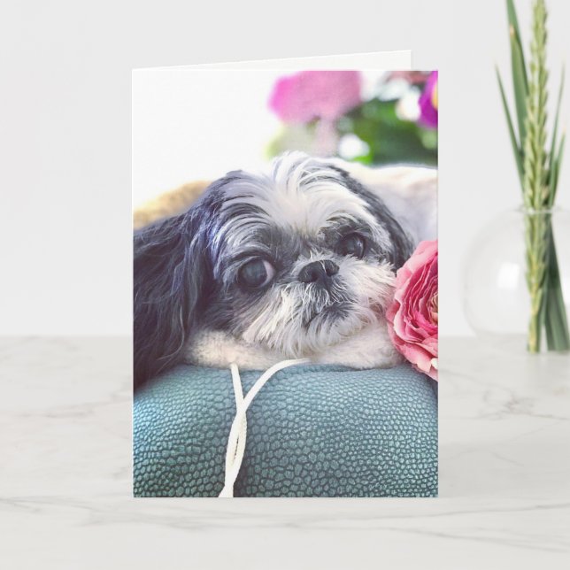 Shih Tzu Girl Blank Greeting Card Kort (Framsida)