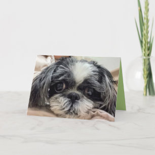 Shih Tzu Girl Greeting Card Helgkort