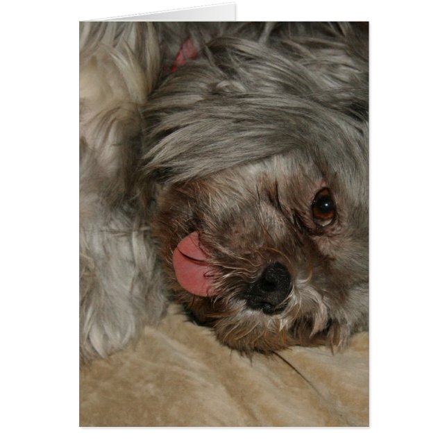 Shih tzu gullpuppy hund hälsningskort (Framsidan)