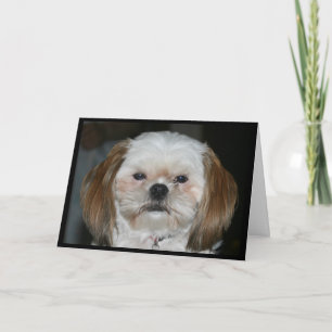 Shih Tzu, ha en riktigt glad årsdag! Kort