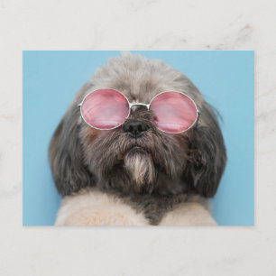 Shih Tzu Hälsning vycard Vykort
