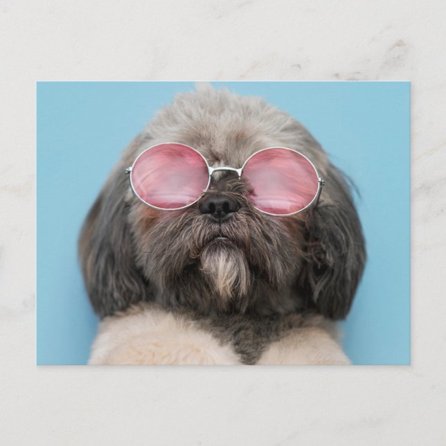 Shih Tzu Hälsning vycard Vykort (Framsida)
