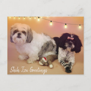 Shih Tzu Hälsning Vykort