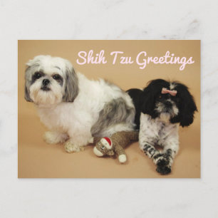 Shih Tzu Hälsning Vykort
