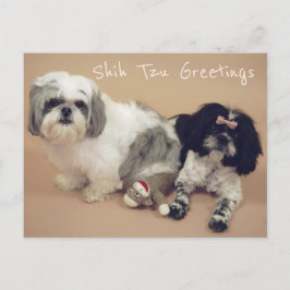 Shih Tzu Hälsning Vykort
