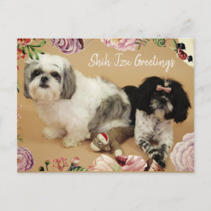 Shih Tzu Hälsning Vykort