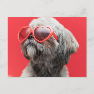 Shih Tzu Hälsningar Postkort Vykort