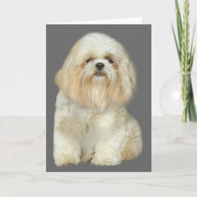 Shih Tzu hälsningkort Kort (Framsida)