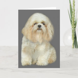 Shih Tzu hälsningkort Kort