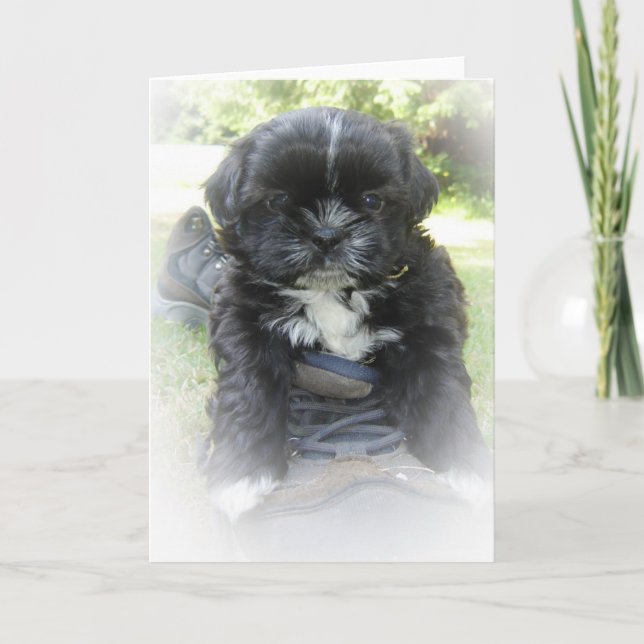 Shih Tzu hälsningkort Kort (Framsida)