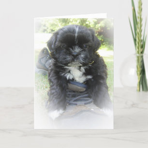 Shih Tzu hälsningkort Kort