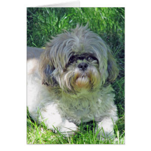 shih tzu hälsningskort