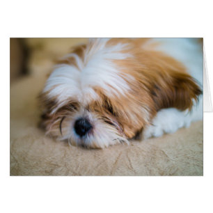 Shih Tzu Hälsningskort