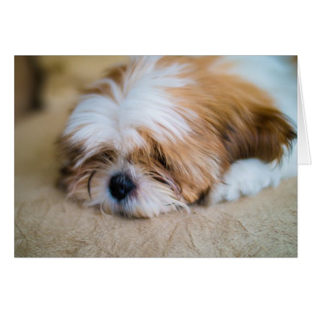 Shih Tzu Hälsningskort (Framsidan Horizontal)
