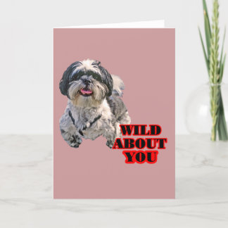 Shih Tzu Helgkort