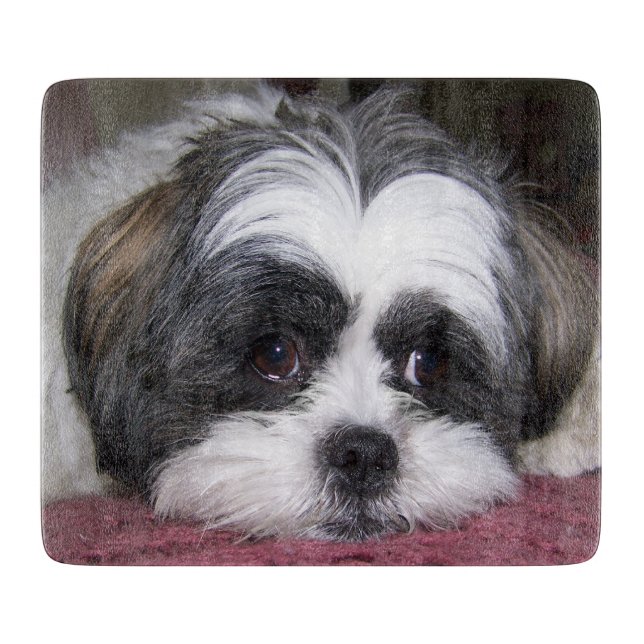 Shih Tzu hund (Framsidan)