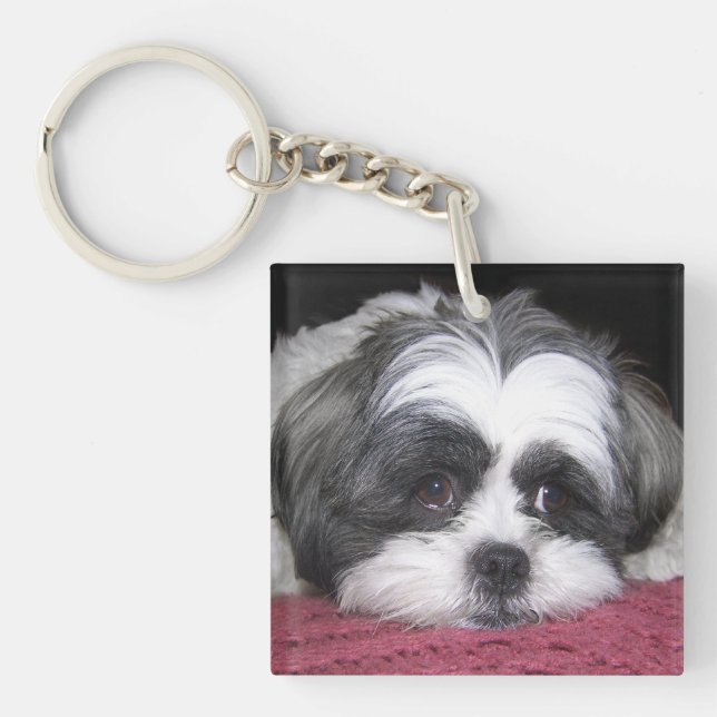 Shih Tzu hund (Framsidan)
