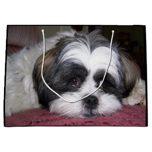 Shih Tzu hund