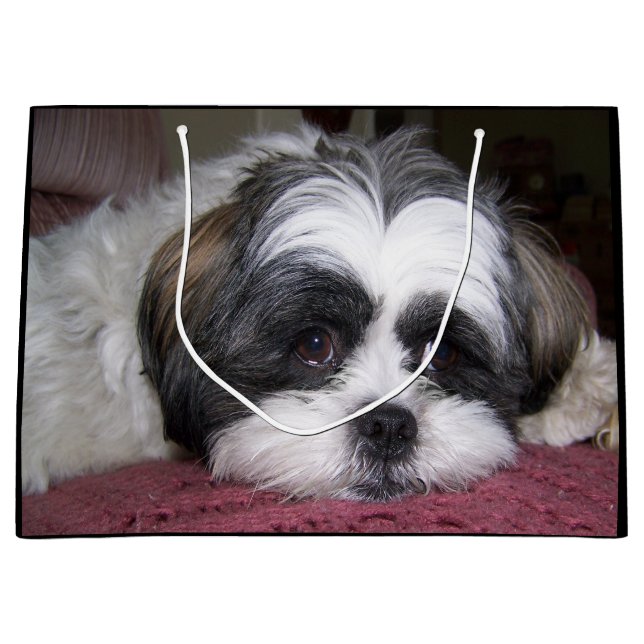 Shih Tzu hund (Framsidan)